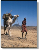 Rendille girl with camel - kdprgj01